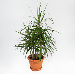 Dracaena Marginata
