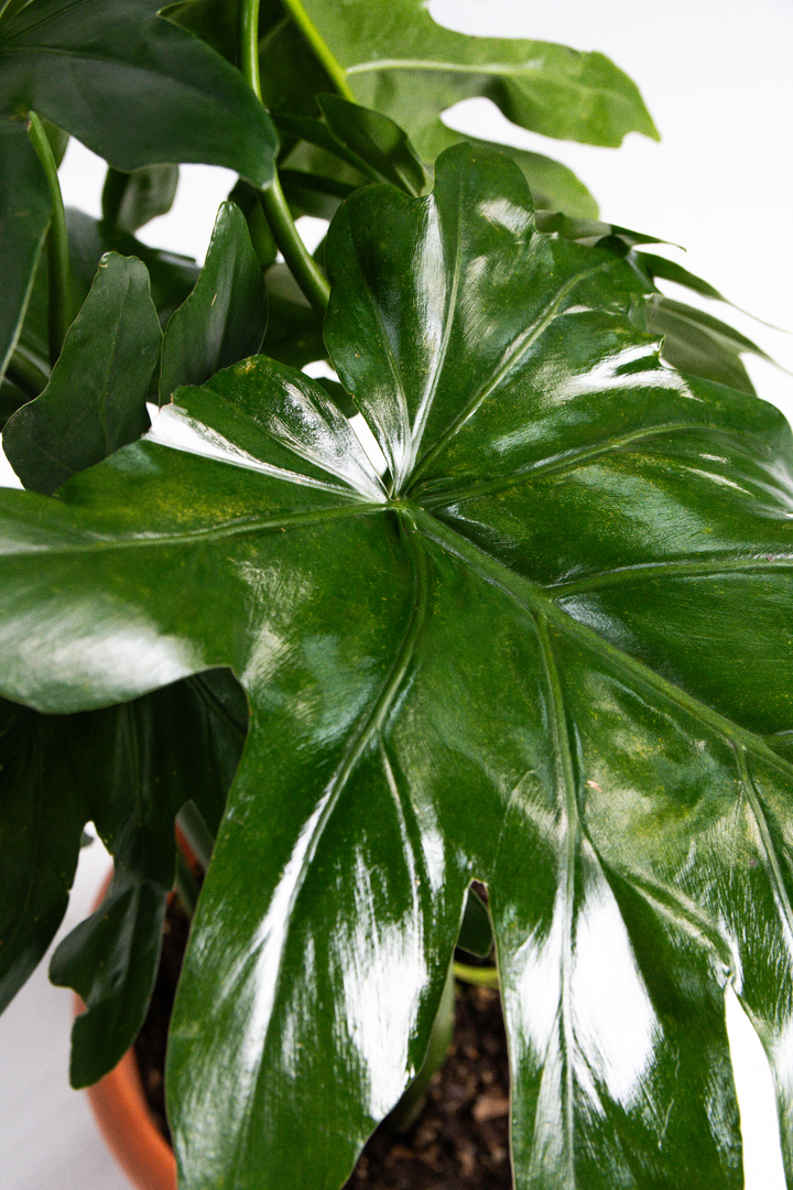 CAPOSA - Catálogo de Plantas (2025-2026)-017-1