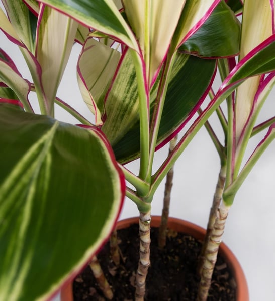 CAPOSA - Catálogo de Plantas (2025-2026)-031-1