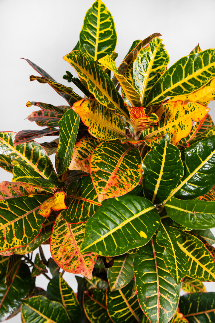 CAPOSA - Catálogo de Plantas (2025-2026)-036-1