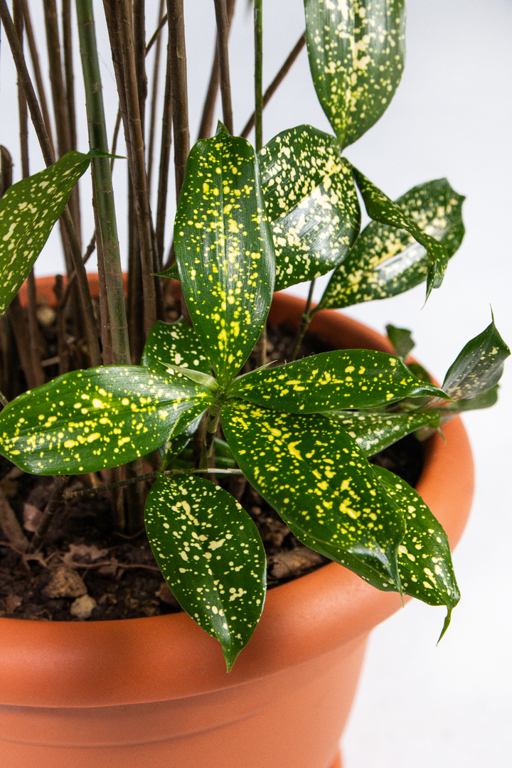 CAPOSA - Catálogo de Plantas (2025-2026)-050-1