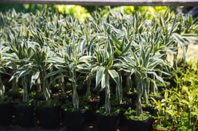 CAPOSA Plants - Tour Photos (2025)-23