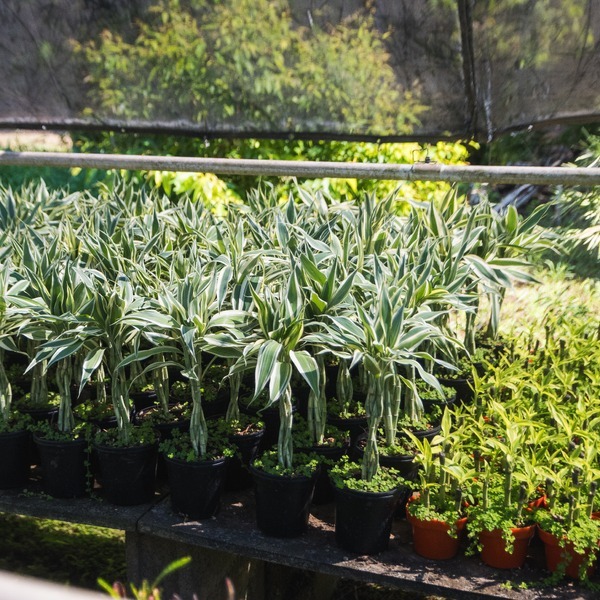 CAPOSA Plants - Tour Photos (2025)-24-1