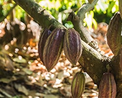 Caposa-Web-Nosotros -4