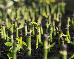 Caposa-Web-Nosotros -5