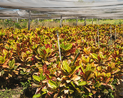 Caposa-Web-Nosotros -6-1