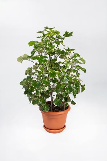 Aralia Balfouriana