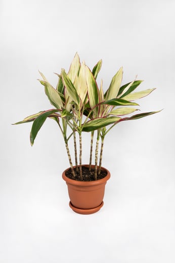 Cordyline Katrijne