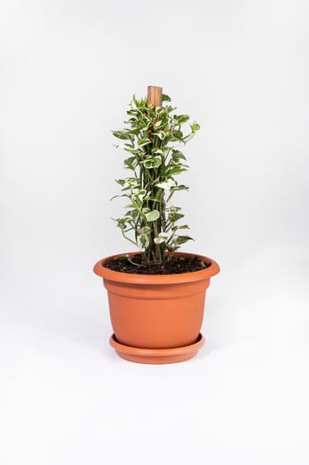 Pothos N’Joy en Tótem