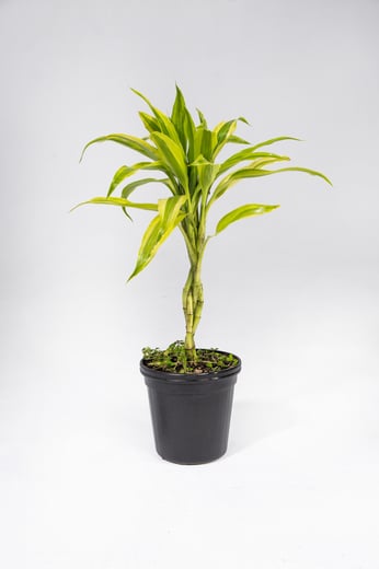 Dracaena Sanderiana en Trenza
