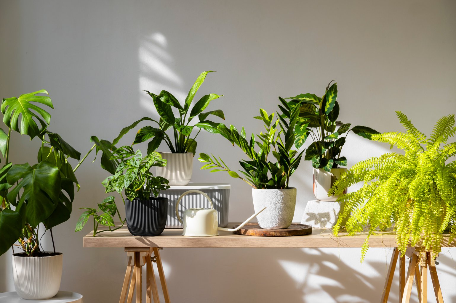 indoor-plants-studio