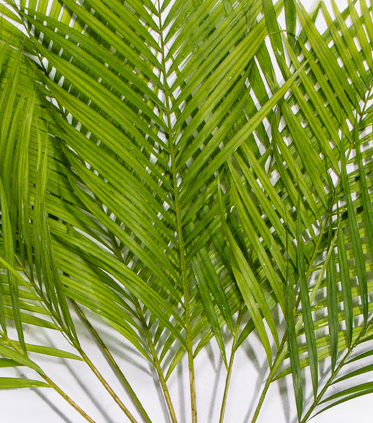 Palmera Areca