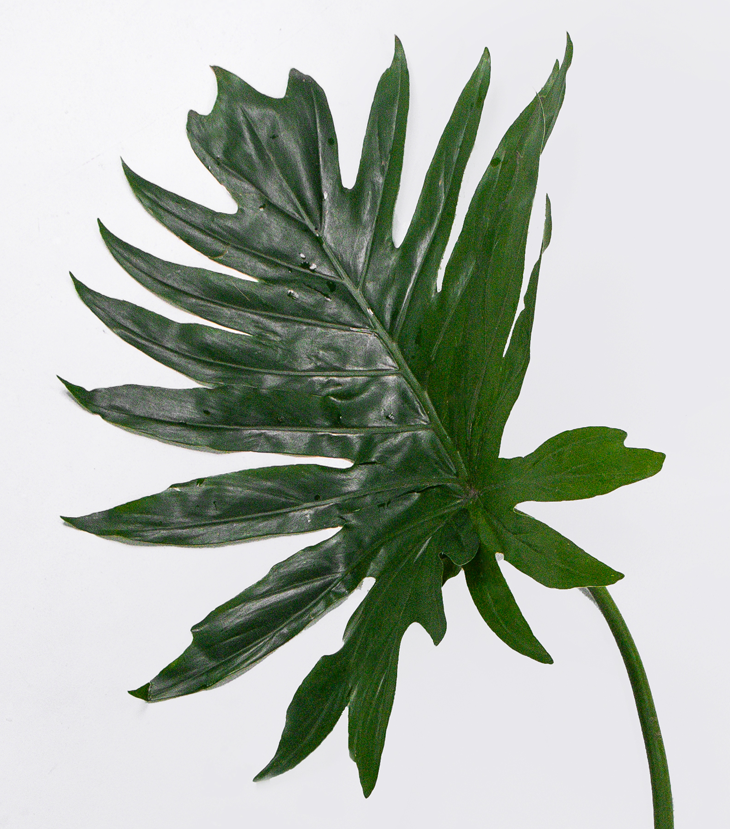 Philodendro Mano de Leon