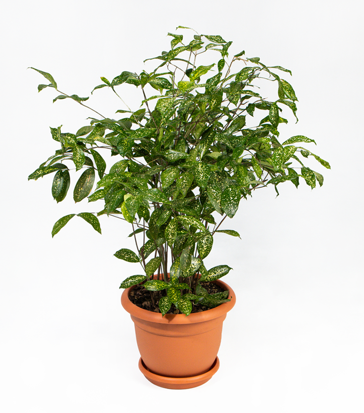 Dracaena Godseffiana