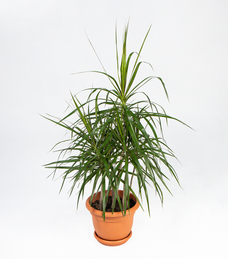 Dracaena Marginata