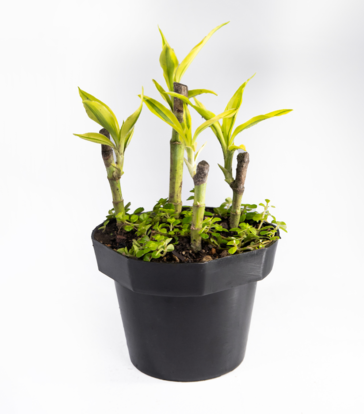 Dracaena Sanderiana 4 Tallos