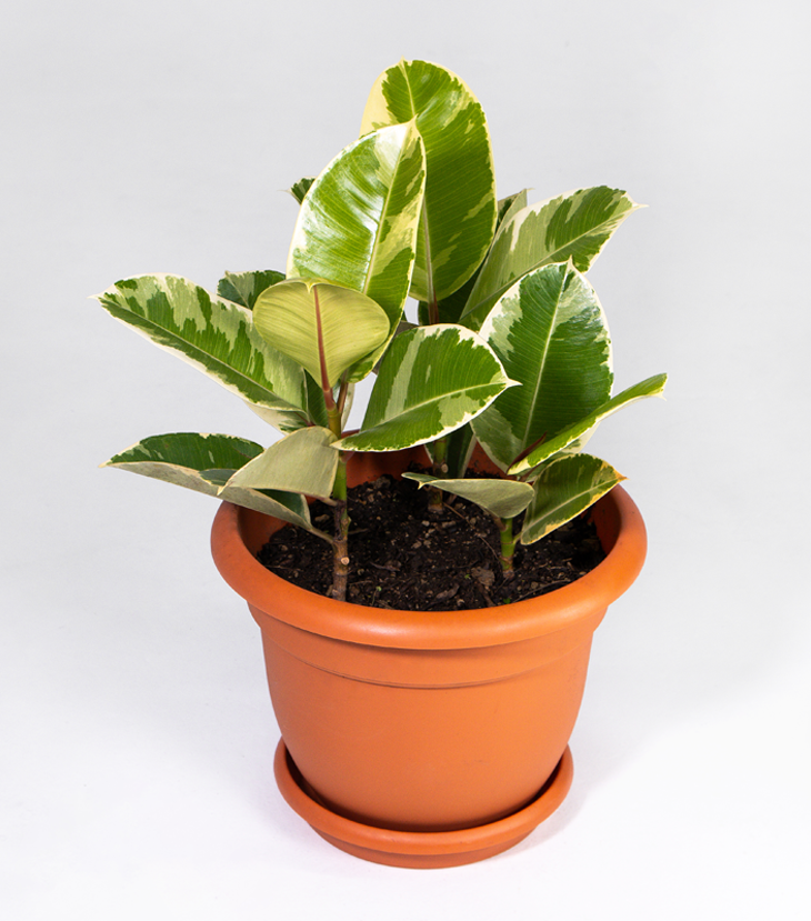 Ficus Brasil Variegado