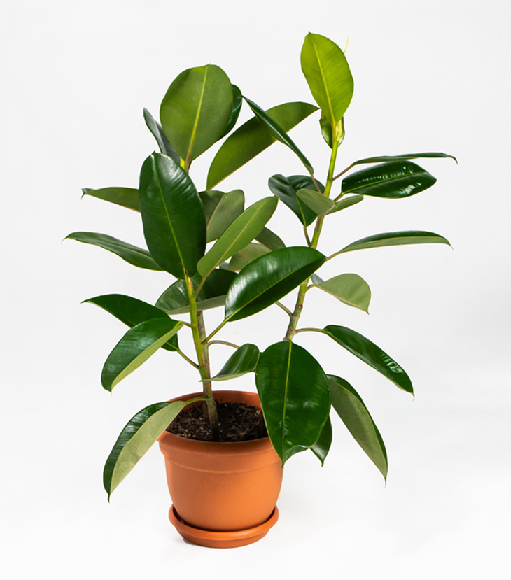 Ficus Elastica Verde