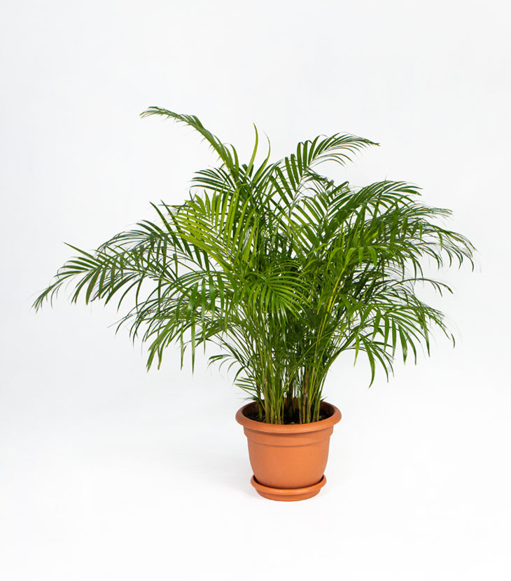 Palmera Areca