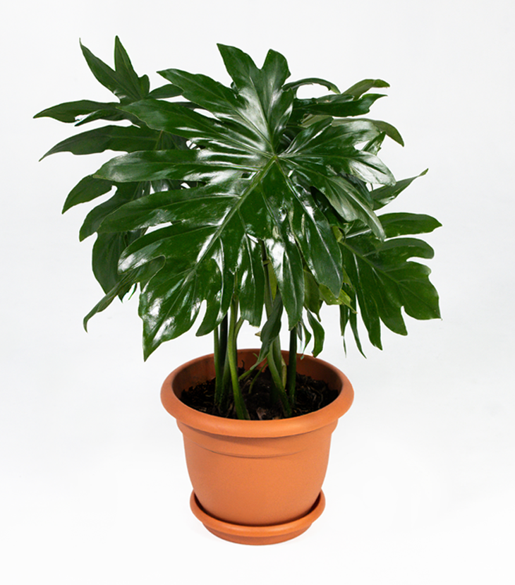 Philodendron Mano de Leon