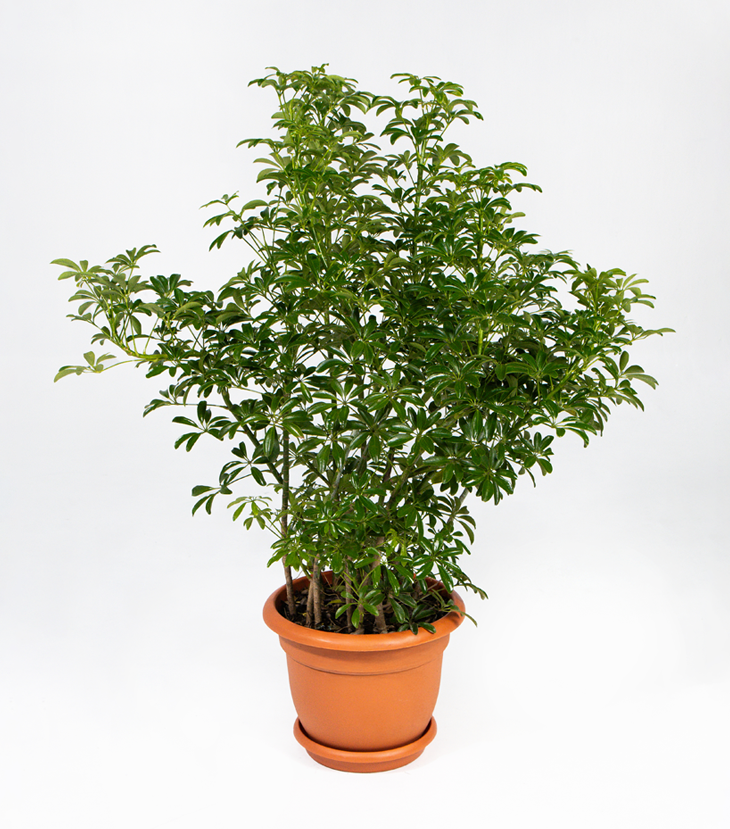 Schefflera Mini Arboricola