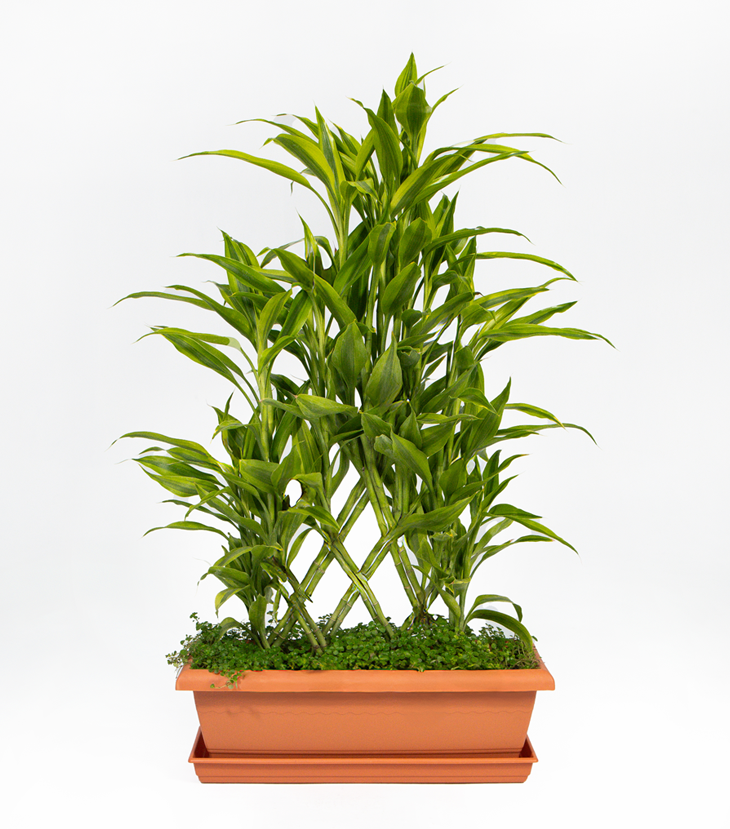 Dracaena Sanderiana