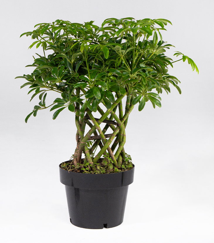 Schefflera Mini