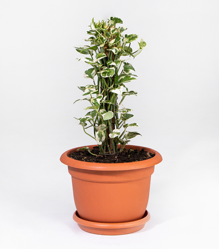 Pothos N’Joy en Tótem