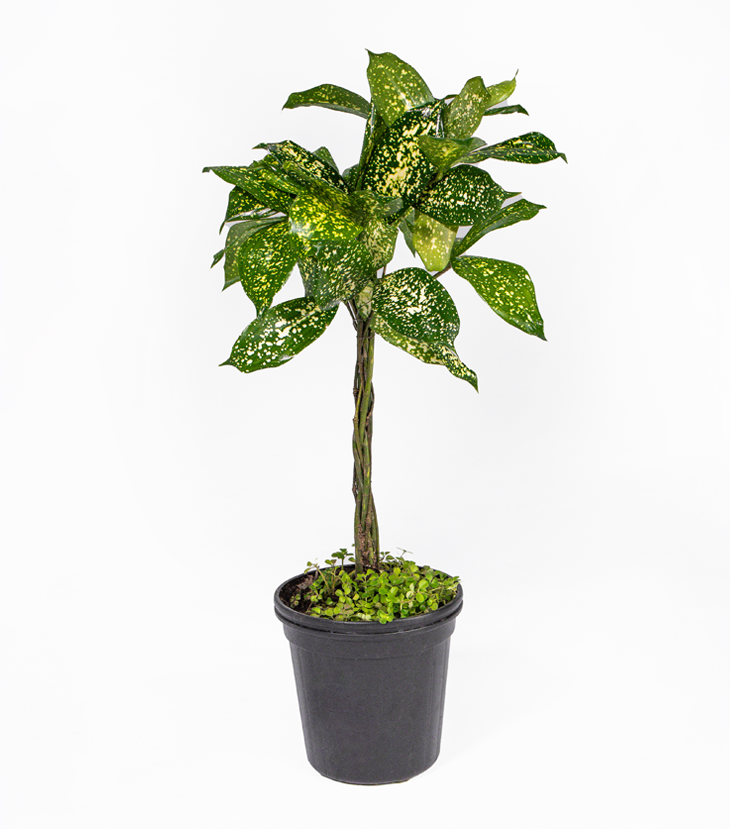 Dracaena Godseffiana en Trenza