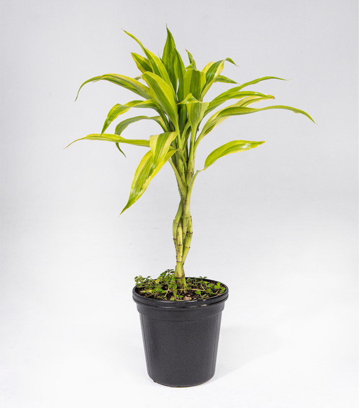 Dracaena Sanderiana en Trenza
